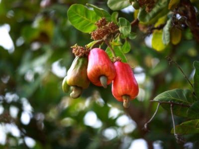 Cashew Nut Information - Tips For Growing Cashew Nuts Cashew Nut Tree, Cashews Benefits, Cashew Tree, Banana Blossom, Organic Nuts, Plant Based Snacks, True Food, Sustainable Farming, Growing Fruit