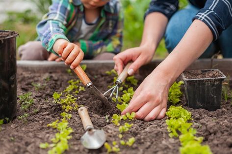 5 things to do in the garden this week: Get planting those vegetables – Daily News Natural Pesticides, Thriving Garden, Plant Tags, Veg Garden, Garden Kits, Garden Care, Green Garden, Plant Needs, Planting Seeds