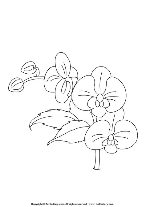 Orchid Coloring Page #Spring #ColoringSheets #Kids #Coloring #Artsandcrafts #TurtleDiary Simple Car Drawing, Orchid Drawing, Orchids Painting, Diy Photo Book, Flower Drawing Tutorials, Pokemon Coloring Pages, Feather Tattoo, Pokemon Coloring, Ink Master