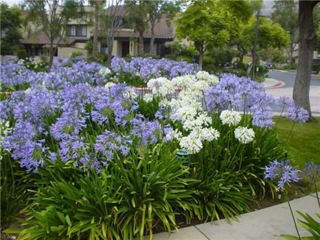 Lily of the Nile   This evergreen ground cover/shrub will grow about 3' tall and has large green leaves with blue flowers (there is a white variety and dwarf varieties) that bloom in spring and summer. It will grow in all soils but prefers loam soil. Loam Soil, Lily Of The Nile, Agapanthus Africanus, African Lily, Low Water Gardening, Perennial Border, Throwing Shade, The Nile, Lilac Flowers