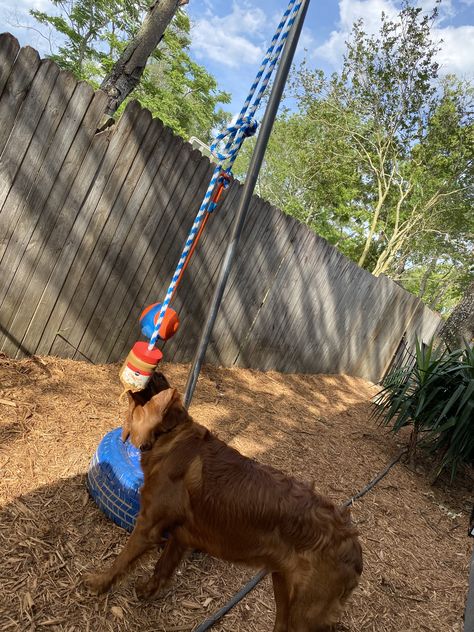 Fun Dog Kennel Ideas, Tetherball Diy For Dogs, Diy Dog Obstacle Course Ideas, Outdoor Dog Toy Storage, Dog Pool Diy, Dog Play Ideas, Desert Homestead, Diy Dog Run, Outdoor Dog Area