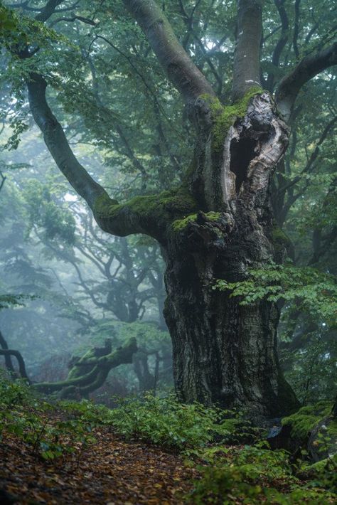 High Key Photo, Magical Trees, Forest Living, Fagus Sylvatica, Out On A Limb, Jungle Forest, Nature Photographers, Magical Tree, A Sense Of Place