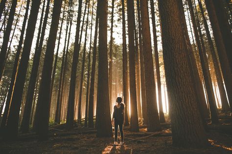 Nature Portraits, Eaten Alive, Hiking Photography, Forest Photos, Digital Film, Camping Adventure, Before Sunrise, Forest Photography, Graduation Ideas