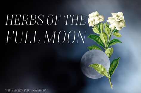 Herbs of the Full Moon — Worts + Cunning Apothecary | Intersectional Herbalism + Magickal Arts Herbs For Full Moon Ritual, Full Moon Herbs, Moon Herbs, Moon Plant, Witch Things, Moon Names, Moon Magick, Moon Bath, Moon Rituals