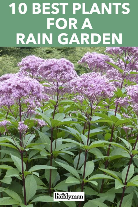 Rain Garden Landscape, Rain Garden Design, Ranch Landscaping, Bog Garden, Grasses Landscaping, Best Plants, Landscaping With Large Rocks, Rock Garden Landscaping, Rain Garden