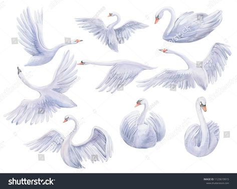 Watercolor painting of all forms of swans, flying, resting swansforms#painting#Watercolor#resting Swans Flying, Swan Drawing, Swan Wings, Realistic Animal Drawings, Pachira Aquatica, Chinese Drawing, Fly Drawing, Swan Painting, Swans Art