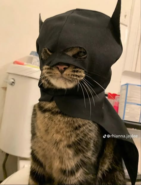 Bat Cat Pfp, Meme Chat, Funny Looking Cats, Bat Cat, Cats Photos, Image Chat, Cats Pictures, Funny Animal Photos, Silly Cats Pictures