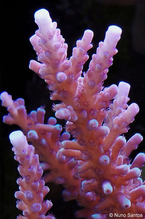 Coral Reef Structure, Sea Coral Aesthetic, Coral Reef Close Up, Coral Close Up, Coral Reef Photography Landscape, Structures In Nature, Pink Coral Reef, Coral Structure, Coral Photography