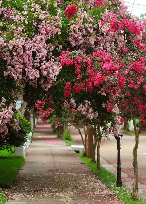 Crepe Myrtle Driveway, Crepe Myrtle Front Yard, Dense Garden, Crepe Myrtle Trees Landscaping, Crepe Myrtle Hedge, Cape Myrtle Tree, Myrtle Trees Landscaping, How To Propagate Crepe Myrtle, Acoma Crepe Myrtle