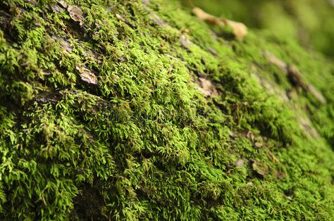 Nature, Moss Close Up, Woodland Images, Moss Forest, Forest Moss, Closeup Photo, Nature Vibes, Natural Forms, In The Forest