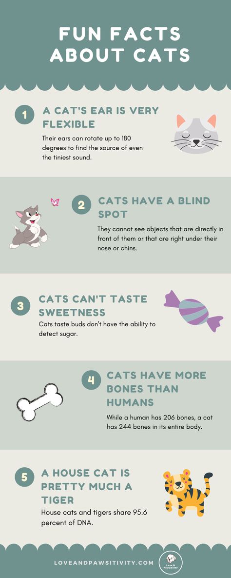 Interesting Facts About Cats, All About Cats Facts, Cat Fun Facts, Things To Know About Cats, Senior Cat Care Tips, Cat Facts Interesting, Cat Boarding Ideas, Animal Fun Facts, Cat Facts Funny