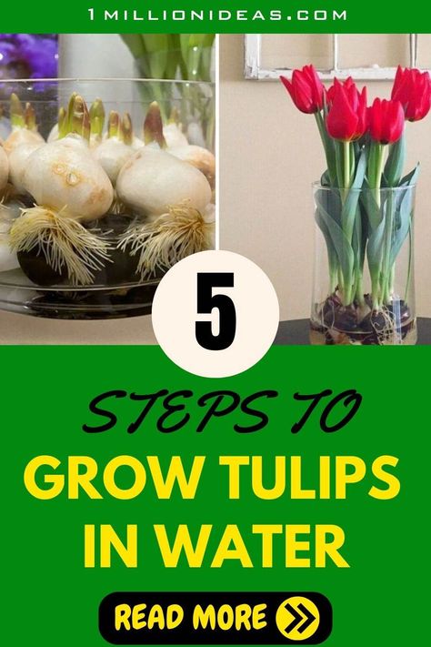 Grow Tulips In Vase, Tulips In Water Vase, Growing Tulips In Water, Tulip Bulbs In Water, Indoor Tulips, Tulips In Water, Growing Bulbs Indoors, Transplant Peonies, How To Grow Tulips