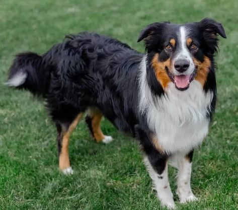 English Shepherd Dog Breed Information, Images, Characteristics, Health English Shepherd Puppy, Smartest Dogs, Smartest Dog Breeds, English Shepherd, Dog Behaviorist, American Shepherd, Shepherd Dog Breeds, Farm Dogs, Australian Shepherd Dogs