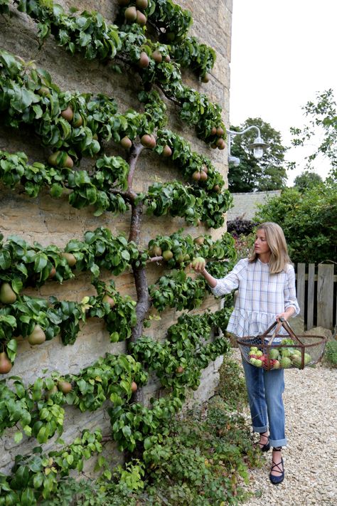 Vegetable Garden Design, Reban Ayam, Amanda Brooks, Espalier Fruit Trees, نباتات منزلية, Potager Garden, Perfect Backyard, Have Inspiration, Backyard Makeover