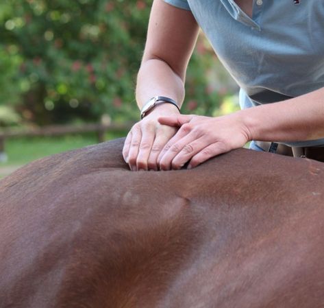 Equine Massage Therapy, Equine Science, Horse Massage, Muscle Belly, Equine Massage, Equine Veterinary, Massage Quotes, Horse Lessons, Vet Medicine