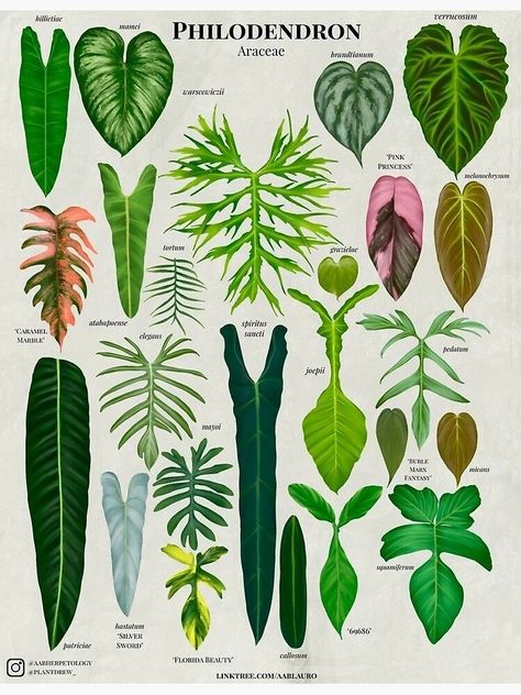 Plant Leaf Identification, Philodendron Varieties, Leaf Identification, Philodendron Plant, Plant Book, Plant Guide, Plant Decor Indoor, Plant Identification, House Plants Decor