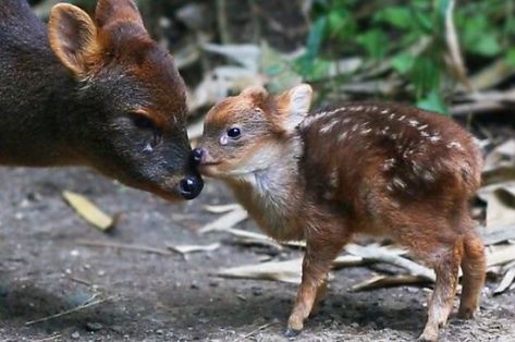 Types Of Deer, Types Of Penguins, Animal Facts Interesting, Water Deer, Deer Species, Sand Cat, Emotional Support Dog, Deer Stand, Pet Ideas