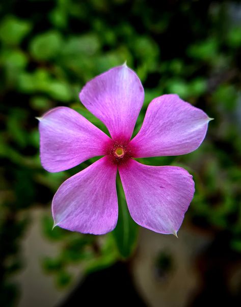 selective focus photography of 5-petaled flower photo – Free Flower Image on Unsplash Periwinkle Flower, Periwinkle Flowers, Macro Photography Flowers, Flower Close Up, Pink Rose Flower, Close Up Photography, Holding Flowers, Rare Flowers, Daily Drawing