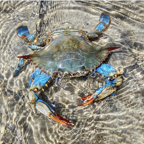 Crab Aesthetic, Crab Photography, Crabs On The Beach, Maryland Blue Crab, Dry January, Color Board, Blue Crab, Crustaceans, Colour Board