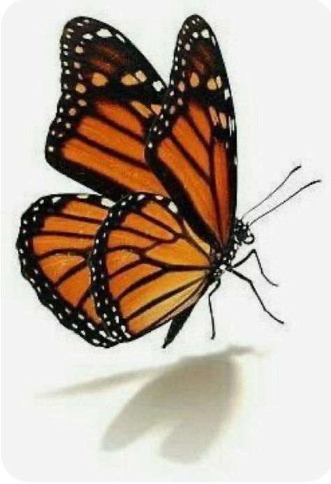 Monarch Butterflies Photography, Monarch Butterfly Art, Monarch Butterflies Art, Monarch Butterfly Tattoo, Butterfly Metamorphosis, Beautiful Butterfly Pictures, Beautiful Butterfly Photography, Butterfly Art Painting, Butterfly Images