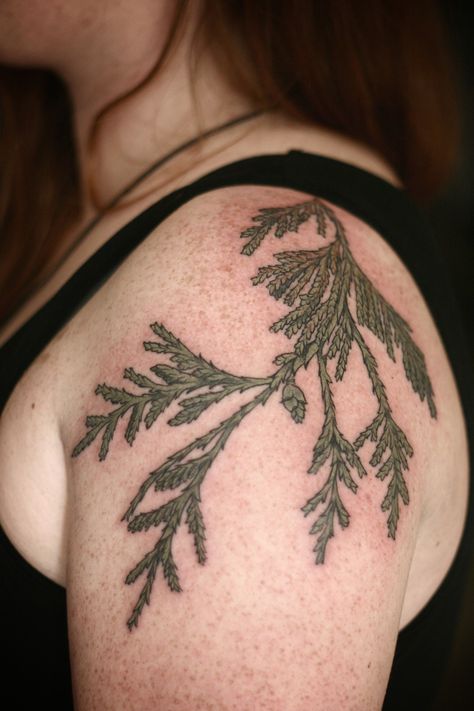 cedar sprig by alice carrier at wonderland tattoo in portland, oregon  http://alicecarrier.tumblr.com Cedar Leaf Tattoo, Cedar Branch Tattoo, Treebeard Tattoo, Cedar Tattoo, Cedar Tree Tattoo, Winter Botanicals, Maple Tree Tattoos, Tattoo Planning, Cedar Branch