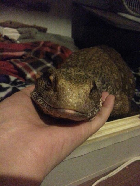 He loves his cuddles.. Marley the Savannah Monitor Eastern Bearded Dragon, Savannah Monitor, Bearded Dragon Care, Pet Spider, Just Hold Me, Reptile Room, Monitor Lizard, Cute Reptiles, Pet Blog