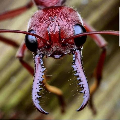 📽 # Amazing shot of red ant 10/10 🔥🔥🔥🔥👌 . 🐜 Welcome to the ant world . 👌 Pinch to zoom . 👉 Follo Weird Insects, Ant Insect, Red Ant, Ant Farms, Whiskey Lover Gifts, Insect Collection, Nice Photos, Arthropods, Black And White Film