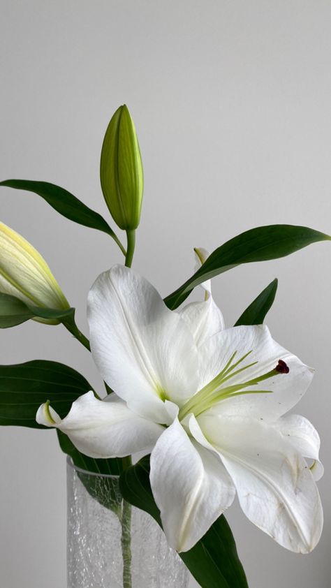 Lilys Aesthetic, White Lily Flower Aesthetic, Lily Flower Aesthetic, Clean Girl Wallpaper, Lilium Flower, White Lily Flower, Lily Wallpaper, Love Lily, Wallpaper Floral