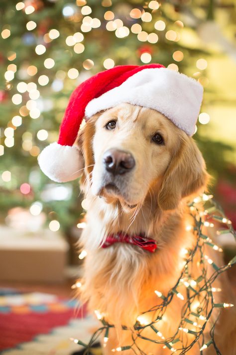 Golden retriever Christmas Puppies Christmas Pictures, Christmas Puppy Pictures Photo Ideas, Golden Retriever Christmas Photoshoot, Cute Christmas Dog Pictures, Dog Christmas Lights Photos, Christmas Pet Photo Ideas Dogs, Holiday Photo Shoot With Dog, Golden Retriever Picture Ideas, Xmas Dog Pictures