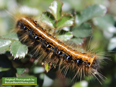 Swallowtail Butterfly Caterpillar, Stages Of Caterpillar, Tent Caterpillars, Spicebush Swallowtail Caterpillar, Eastern Tent Caterpillar, Caterpillar Eating Leaves, Monarch Caterpillar, Arthropods, Butterfly Painting