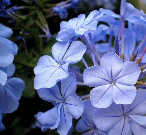 Periwinkle...I'm in love with periwinkle Periwinkle Flowers, Periwinkle Color, Language Of Flowers, Lavender Blue, Periwinkle Blue, Color Of The Year, Beautiful Blooms, 그림 그리기, Pretty Flowers