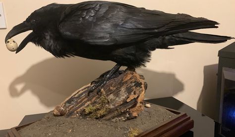 taxidermy raven Bird Taxidermy, House Of Anubis, Taxidermy Art, Vulture Culture, Gothic Tattoo, Crows Ravens, Animal Bones, Taxidermy, Bald Eagle