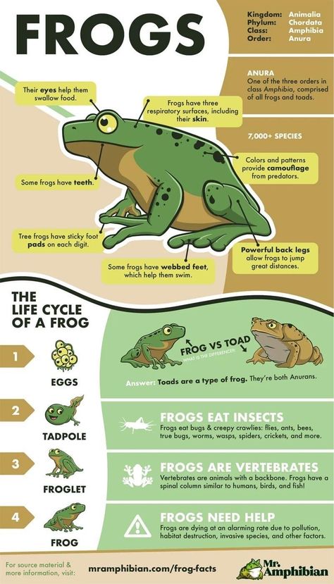 Frog Unit Study, Animal Reproduction, Nature Crafts Kids, Frog Activities, Homeschool Nature Study, Animal Life Cycles, Forest School Activities, Nature School, Witch Garden