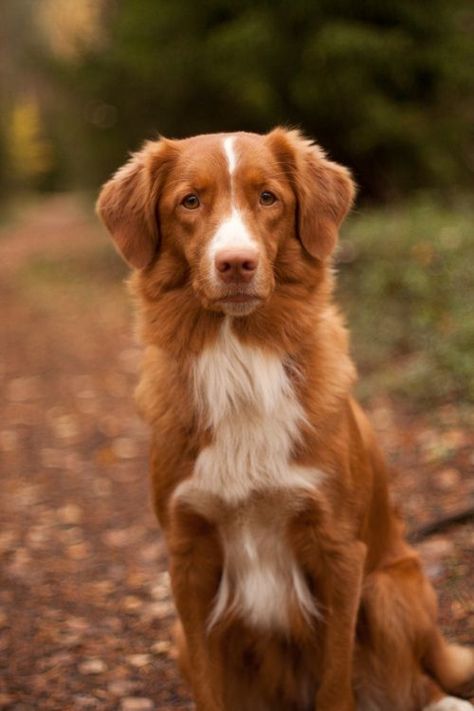 A Nova Scotia duck tolling retriever in the lane. Photo by Antti Korpela. #toller Duck Retriever, Loyal Dog Breeds, Nova Scotia Duck Tolling Retriever, Rottweiler Puppies, Nova Scotia, Dog Photos, Beautiful Dogs, Dog Pictures, Dog Life