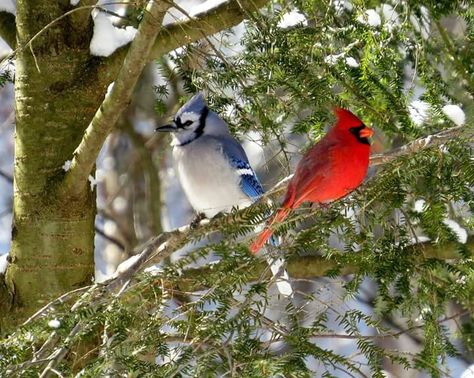 Gorgeous Red Cardinal Tattoo, Red Cardinal Tattoos, Blue Jay Tattoo, Tame Animals, Cardinal Tattoo, Red Cardinal, Winter Beauty, Red Birds, Bird Photo