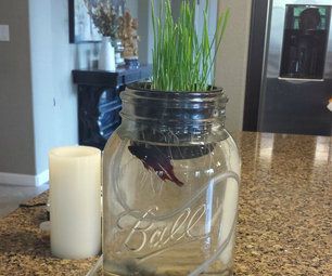 Apartment Gardens, Grow Wheat, Sustainability Lessons, Afghani Food, Pasto Natural, Backyard Aquaponics, Aquaponics Diy, Large Mason Jars, Just Keep Swimming