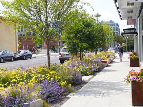 Stack House Landscape Sidewalk, Sidewalk Landscape, Sidewalk Landscaping, Streetscape Design, Street Trees, Green Street, Rain Garden, Green City, Street Design