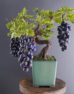 Grape Bonsai Tree Seeds for Planting - 50+ Seeds Fruit Bonsai, Growing Bonsai, Apple Tree From Seed, Grape Vine Plant, Fruit Bearing Trees, Southern Germany, Mulberry Tree, Sandy Soil, Miniature Trees