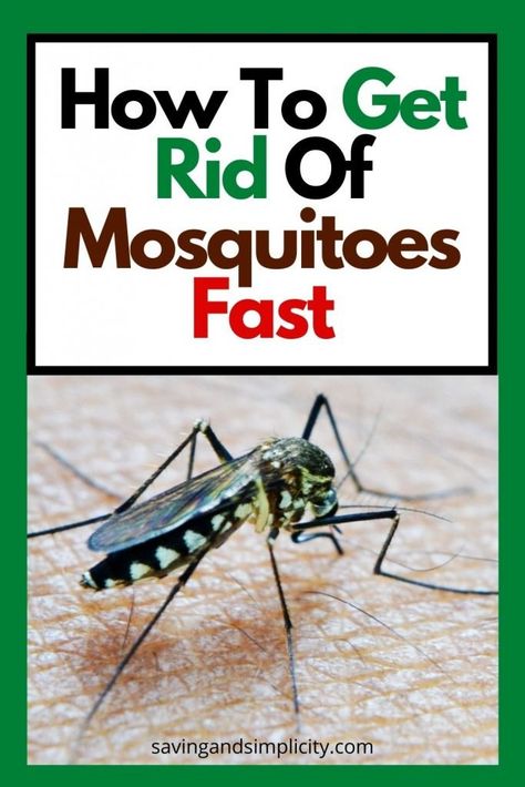 Moskito Repellant, Backyard Mosquito Repellent, Mosquito Yard Spray, Mosquito Repellent Homemade, Mosquito Repellent Spray, Diy Mosquito Repellent, Best Mosquito Repellent, Diy Bug Spray, Diy Patio Furniture Ideas