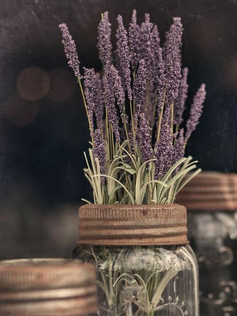 Lavender Lavenders Blue Dilly Dilly, Lavender Crafts, Lavender Cottage, Lavender Garden, Purple Home, Lavender Plant, Lovely Lavender, French Lavender, Dried Lavender