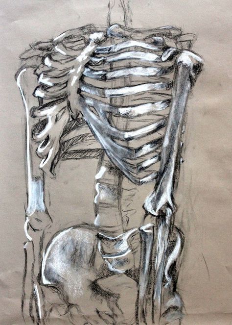 Clara Lieu, Skeleton Drawing Assignment, conte crayon on toned paper, RISD Project Open Door, 2015. Creative Skeleton Drawing, Anatomical Skeleton Drawing, Tone And Form Gcse Art, Art On Toned Paper, Human Structure Drawing, Skeleton Charcoal Drawing, Charcoal On Toned Paper, Gcse Art Structures, Natural Structures Art