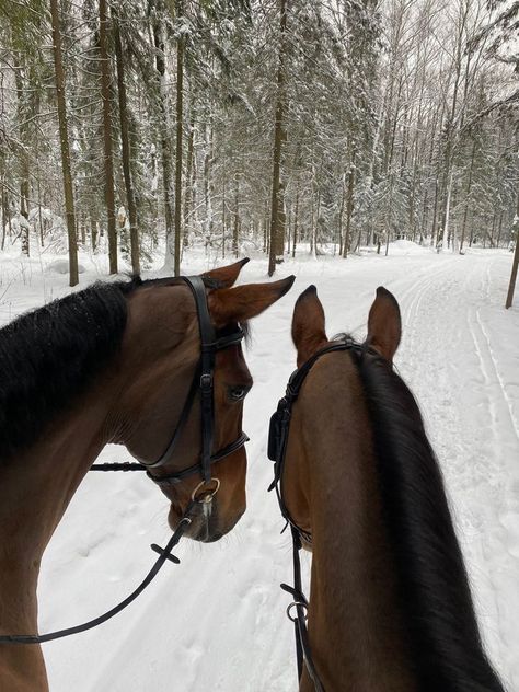 Horsey Life, Horse Riding Aesthetic, Winter Horse, Cute Horse Pictures, Equestrian Aesthetic, Horse Trainer, Horse Aesthetic, Equestrian Lifestyle, Horse Equestrian