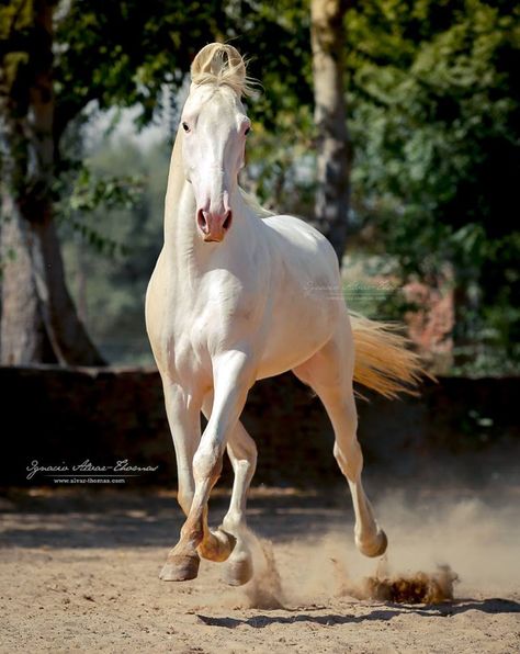 Marwari- Ignacio Alvar-Thomas - Photos Kathiyawadi Horse, Horses Photography, Marwari Horses, Beautiful Scenery Photography, Albino Animals, Art Horse, Grey Horse, Dressage Horses, Love Animals