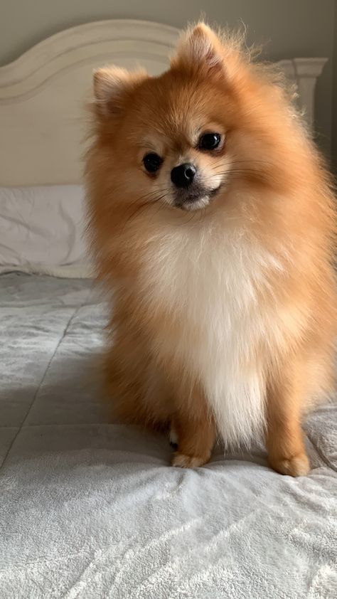 Dog Pameran, Light Brown Pomeranian, Pomarainian Dogs, Pomeranian Dog Aesthetic, Golden Pomeranian, Pomeranian Photography, Ginger Pomeranian, Poodle Dog Tattoo, Brown Pomeranian Puppy