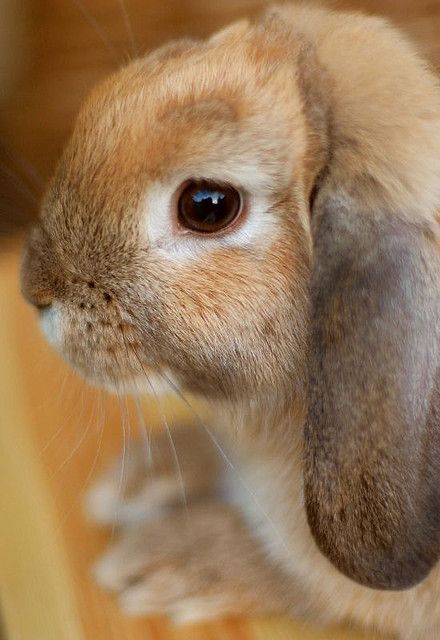 "Lop looking over" by Marie Godliman on Flickr - This is a sweet photo of the photographer's Mini Lop doe peeking over the edge of something outdoors. Rabbit Side Profile, Bunny Side View, Bunny Side Profile, Rabbit Profile, Pretty Bun, Lop Eared Bunny, Mini Lop, Baby Rabbit, Face Profile