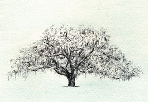 The Candler Oak Savannah Georgia - Drawing by Heather L. Young Live Oak Tree Tattoo, Tree Tattoo Drawings, Tree Tattoo Art, Oak Tree Drawings, Live Oak Tree, Tree Tattoo Men, Oak Tree Tattoo, White Oak Tree, Tattoo Tree