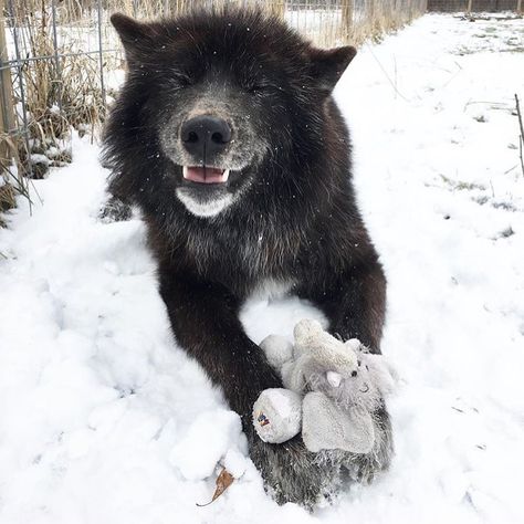 Alabai Dog, Wolf Pups, Söpö Kissa, Wolf Hybrid, Wolf Photos, Wolf Love, Wolf Pictures, Wolf Spirit, Beautiful Wolves