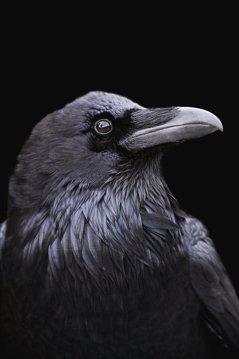 Profile Of A Raven With A Black Photograph by Mint Images - Art Wolfe Raven Photo, Raven Photography, Mountain Ash Tree, Regard Animal, Arte Pin Up, Quoth The Raven, Raven Bird, Raven Tattoo, Crow Art