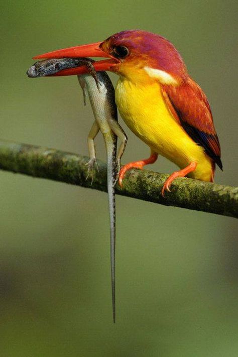 Rufous Back Kingfisher Regard Animal, Common Kingfisher, Kingfisher Bird, Kinds Of Birds, Nature Birds, 웃긴 사진, All Birds, Exotic Birds, Pretty Birds