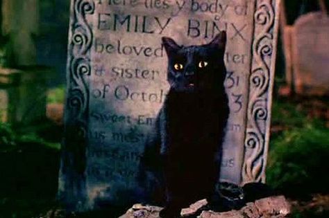 Hocus Pocus Thackery Binx, Hocus Pocus Characters, Hermanas Sanderson, Thackery Binx, Hocus Pocus 1993, Hocus Pocus Movie, Hocus Pocus 2, Best Halloween Movies, 90s Halloween